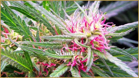 Efficacité du THCV contre le diabète de type 2