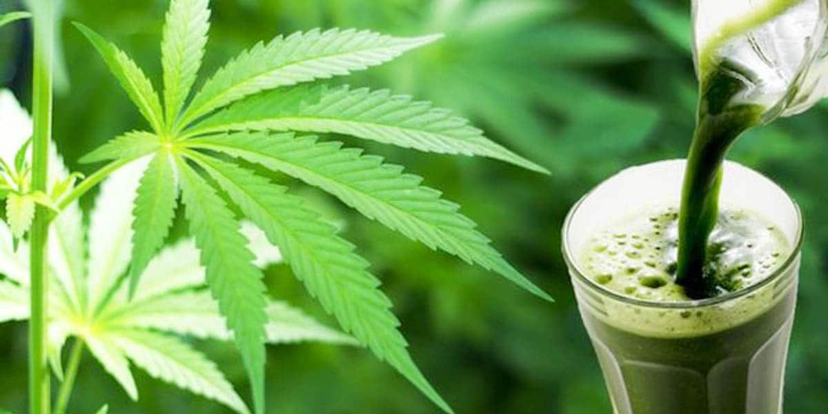 la phytothérapie pour guérir du cancer 11