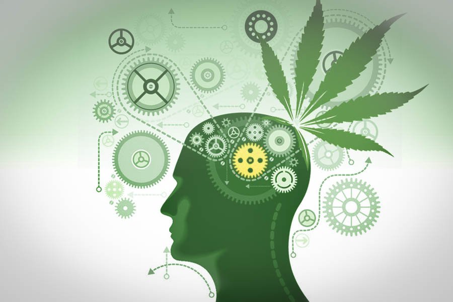 le cannabis sur la fonction exécutive 4