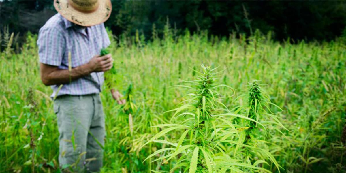 le chanvre est de retour en virginie 8