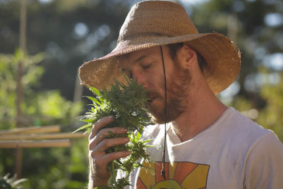 les fermes cannabique de californie 12