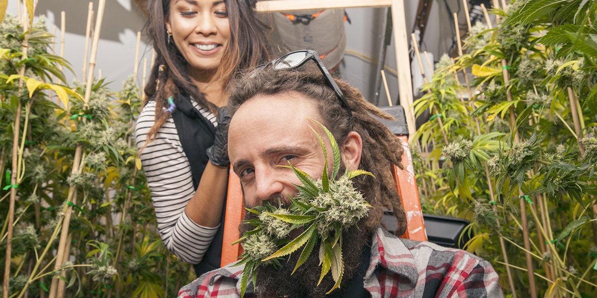 marijuana à washington une entreprise milliardaire