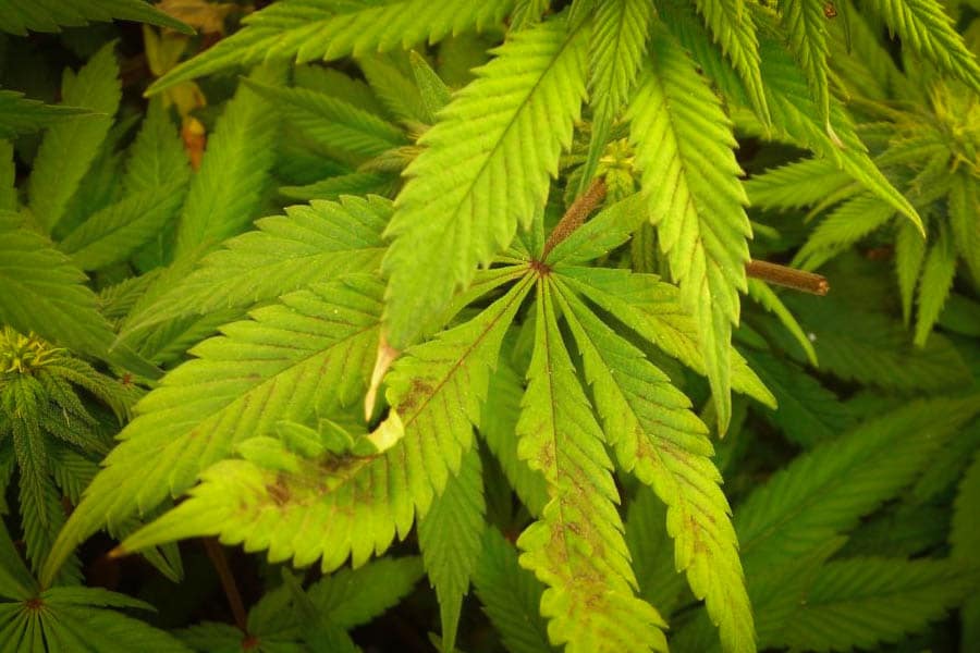 prévention contre la contagion de fin de récolte 6