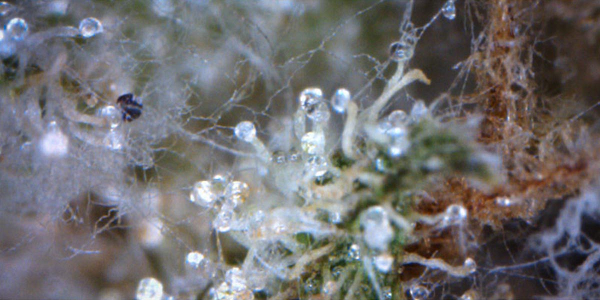 4 façons de reconnaître une herbe moisie 10