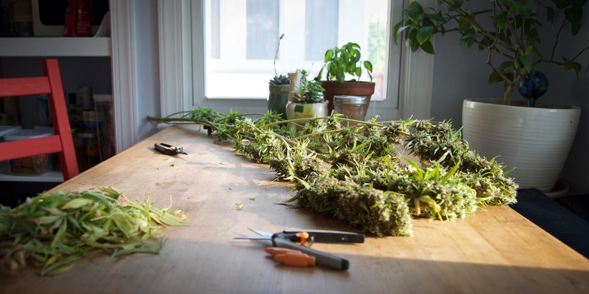 coatch en cannabis 2