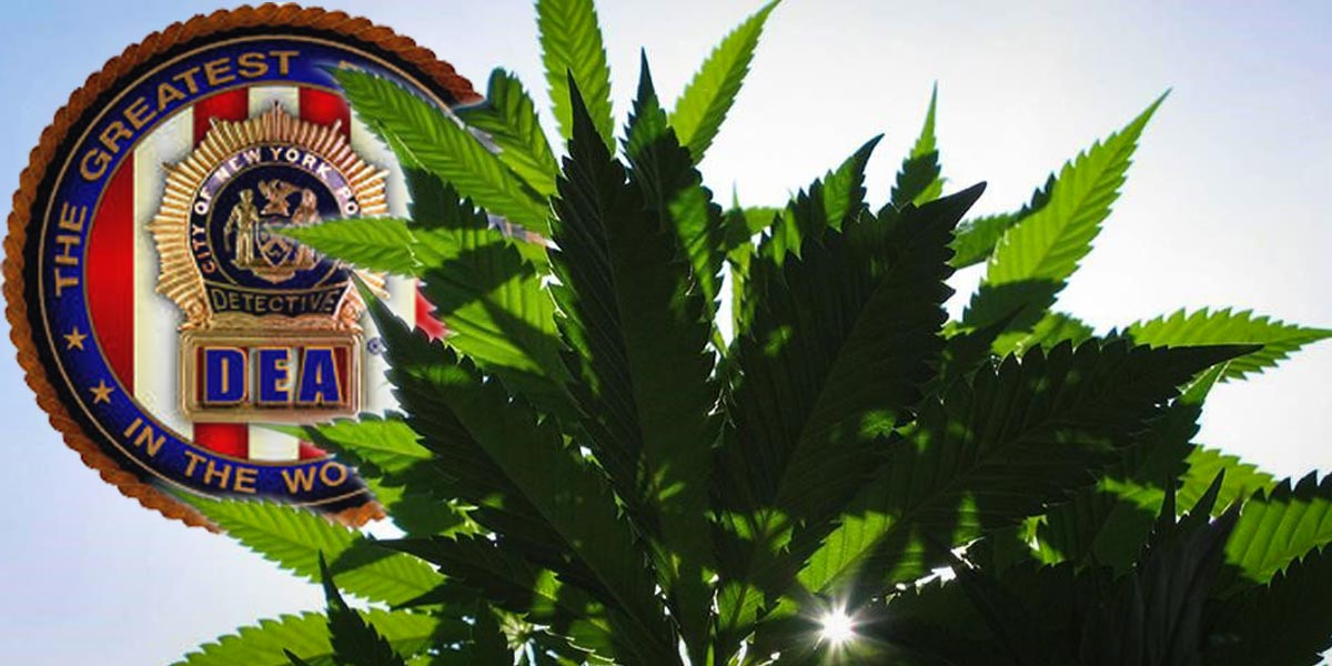 la dea contre le cbd 6