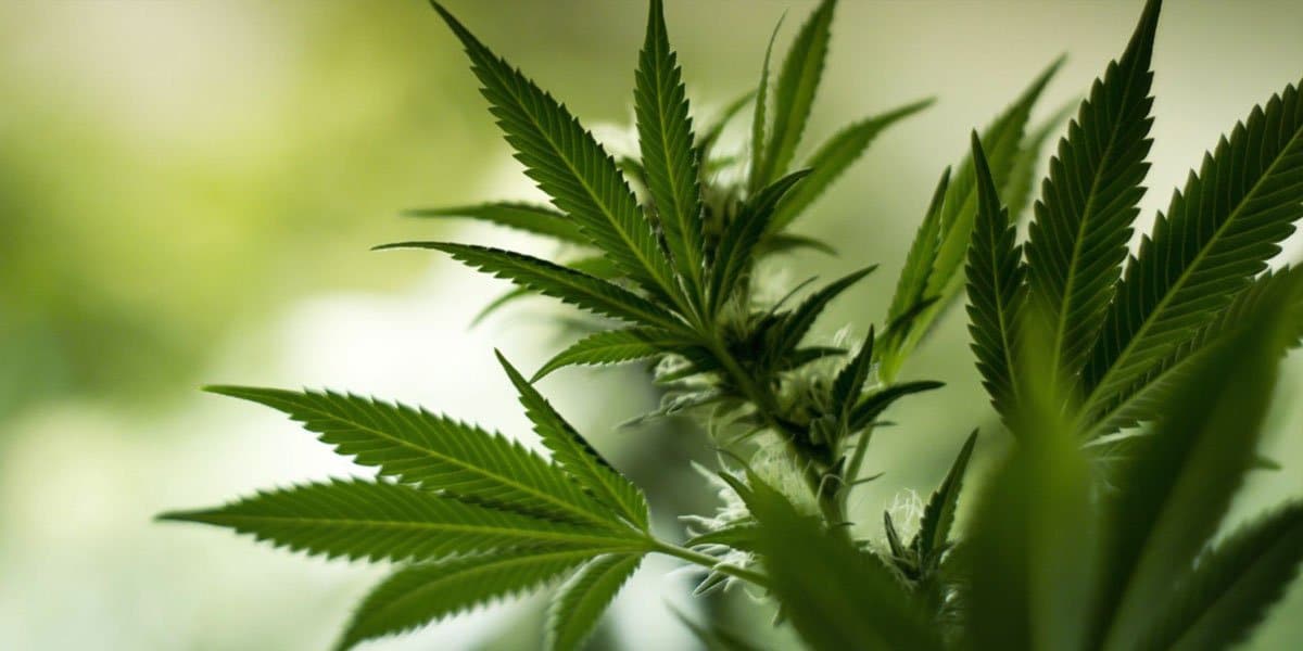 la diversité des phytocannabinoïdes 5