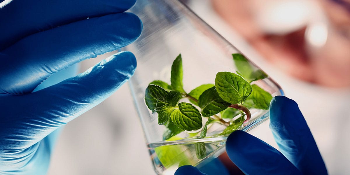 une méthode exclusive d axim sur l extraction du thc 5