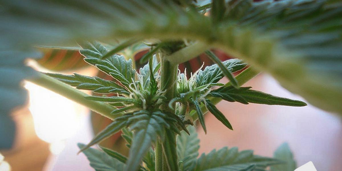 comment identifier les plantes mâles et femelles 11