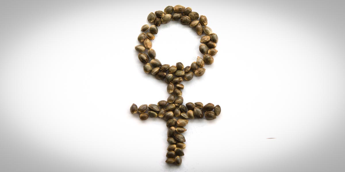 comment obtenir des graines féminisées 8