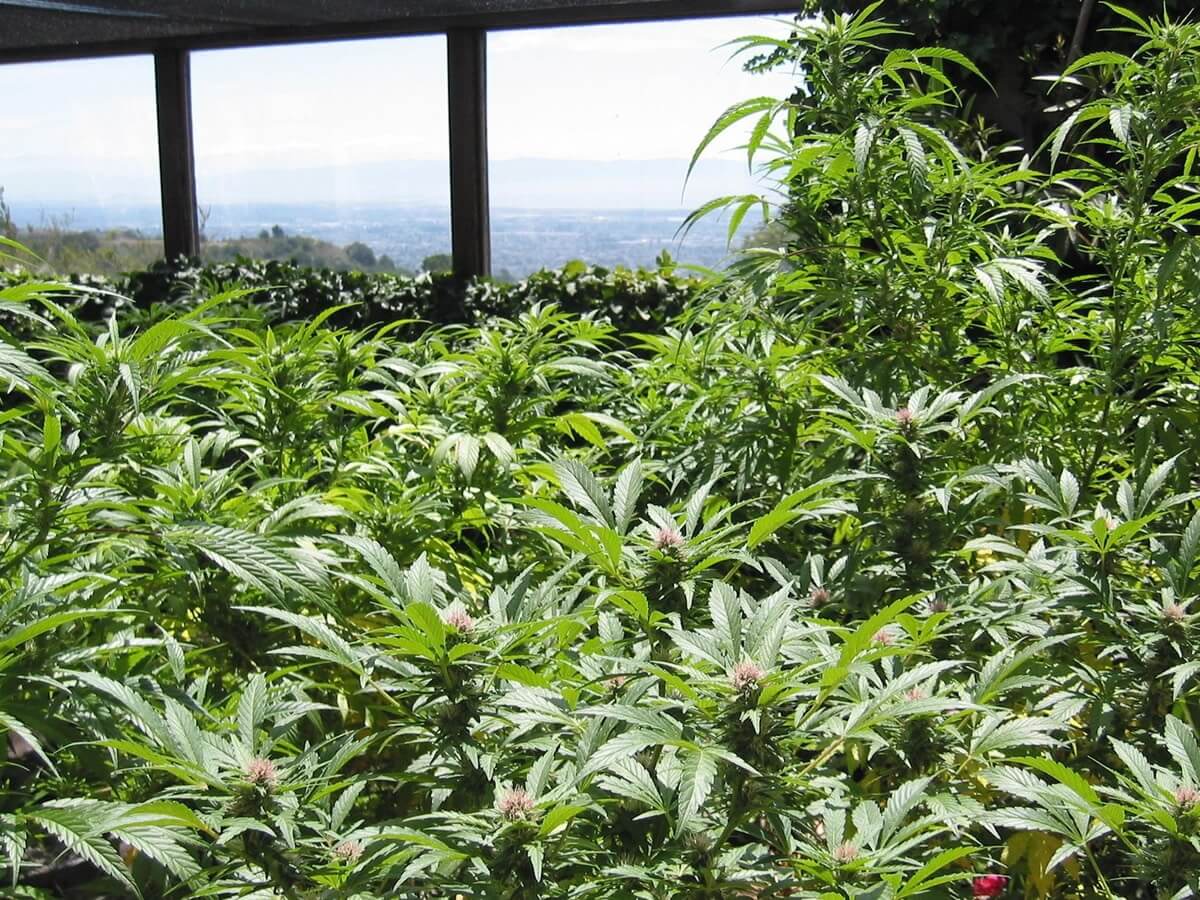 culture organique voici 3 produits bon marché pour mettre à niveau vos plantes