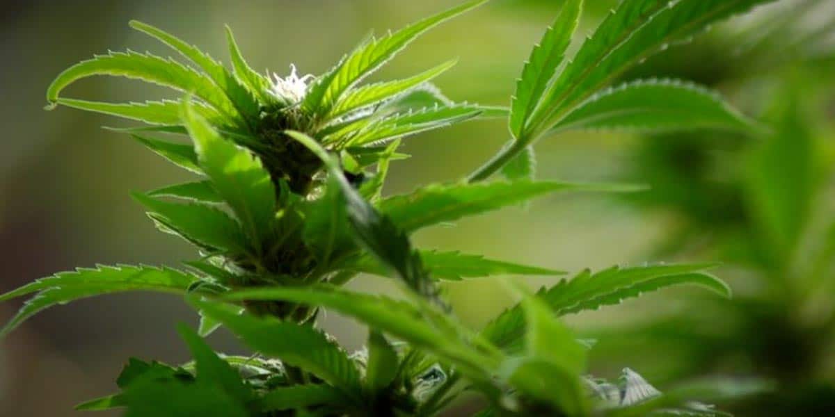 génotype et phénotype 12