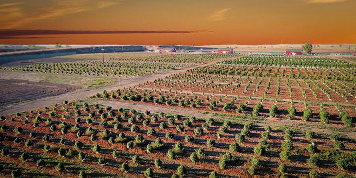 la silicon valley de la marijuana 8