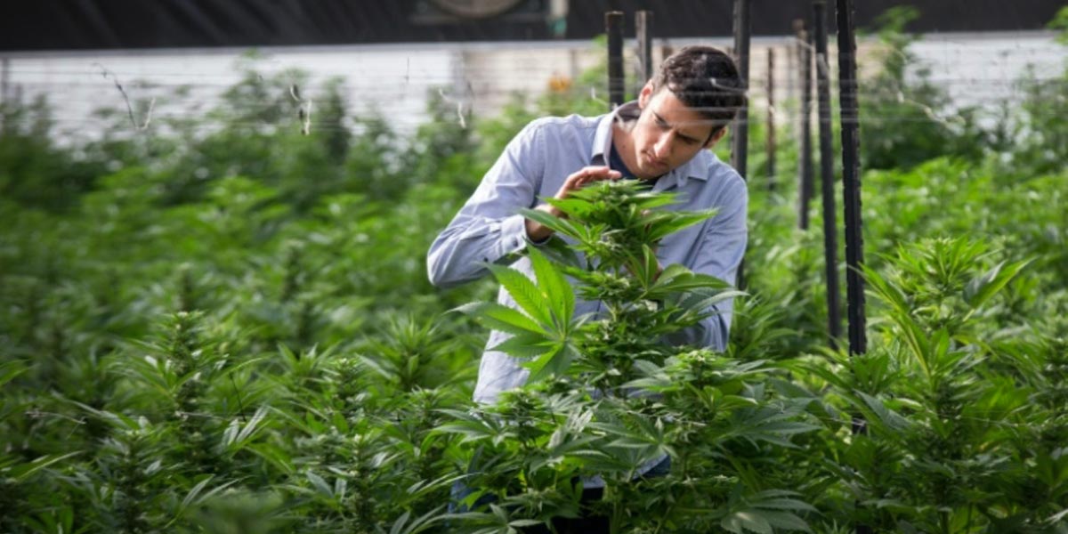 une université israélienne spécialisée dans l herbe 3