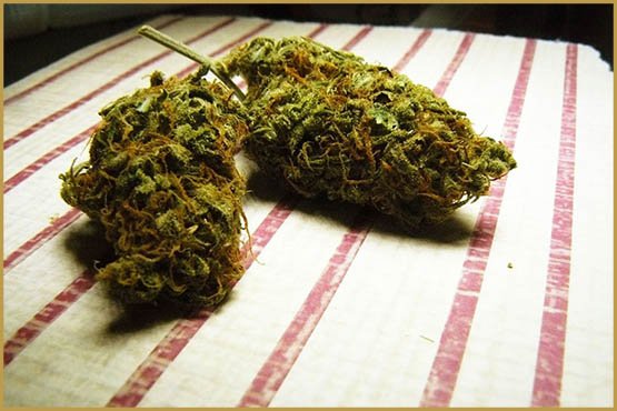 Des agents pathogènes dans l'herbe Californienne