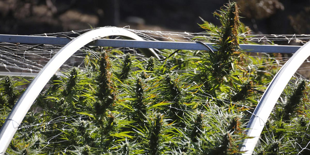 des agents pathogènes dans l herbe californienne 5