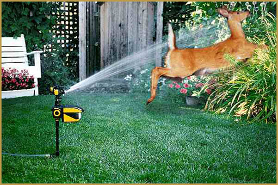 Des cerfs et chevreuils affamés de verdure