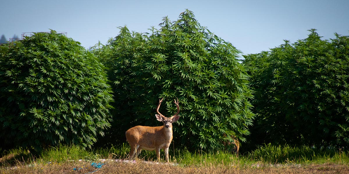 des cerfs et chevreuils affamés de verdure 9