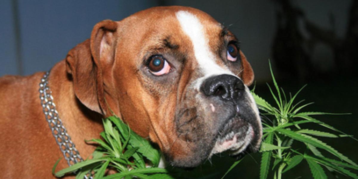 du chanvre pour les chiens stressés 4