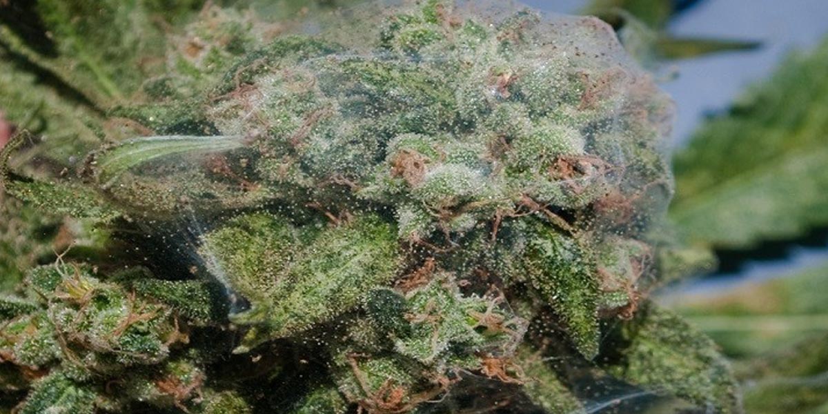 en finir avec les araignées 5