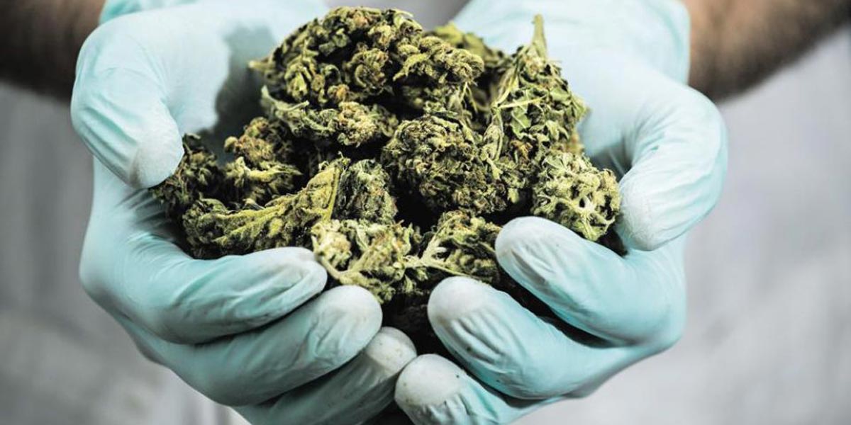 israël exporte sa production médicale de cannabis