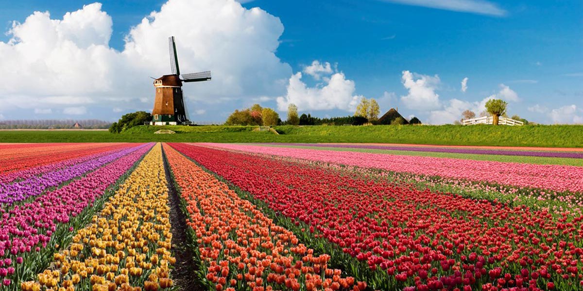 l agriculture du cannabis autorisée en hollande 2