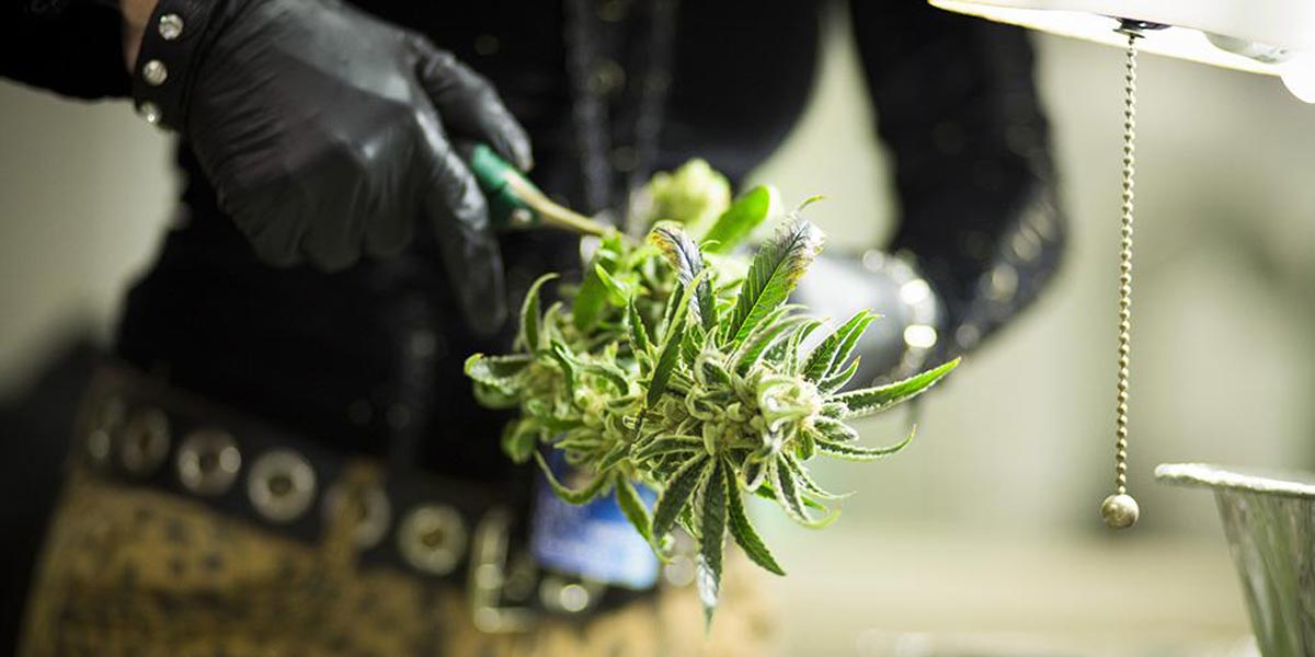 le cannabis légal cartonne en suisse 4