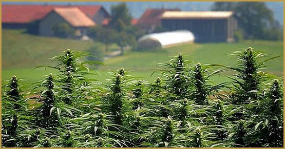 Le cannabis légal cartonne en Suisse