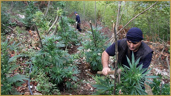 trafic de cannabis
