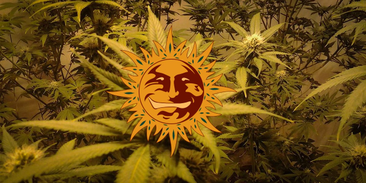 lsd la souche psychédélique 8