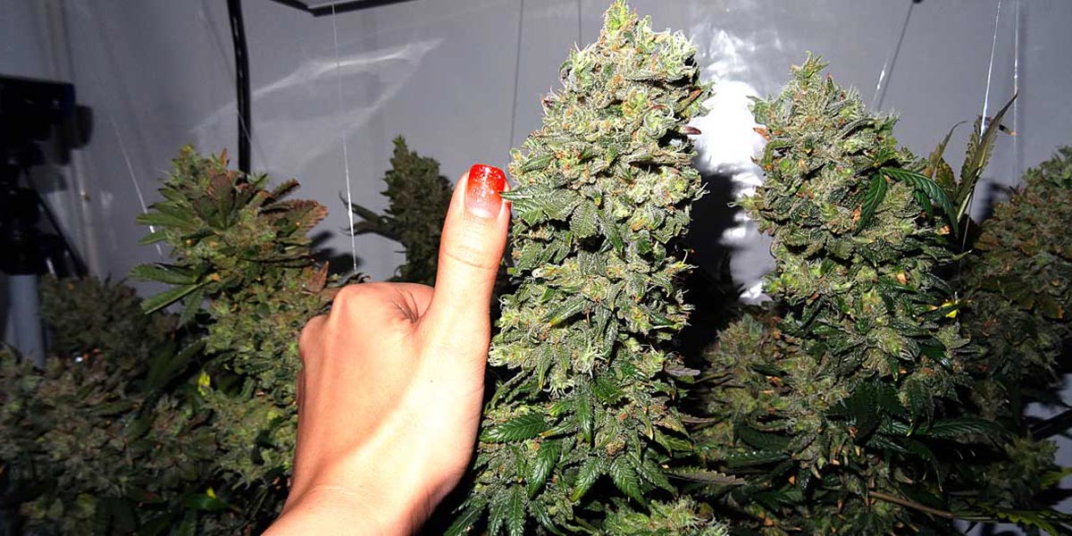 5 souches de cannabis pour le débutant 7