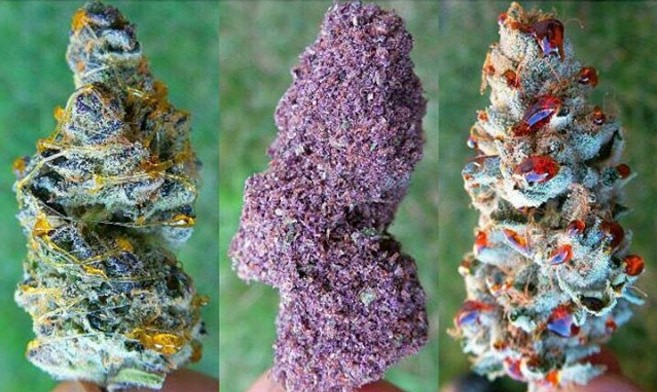 Des buds colorés sur Instagram