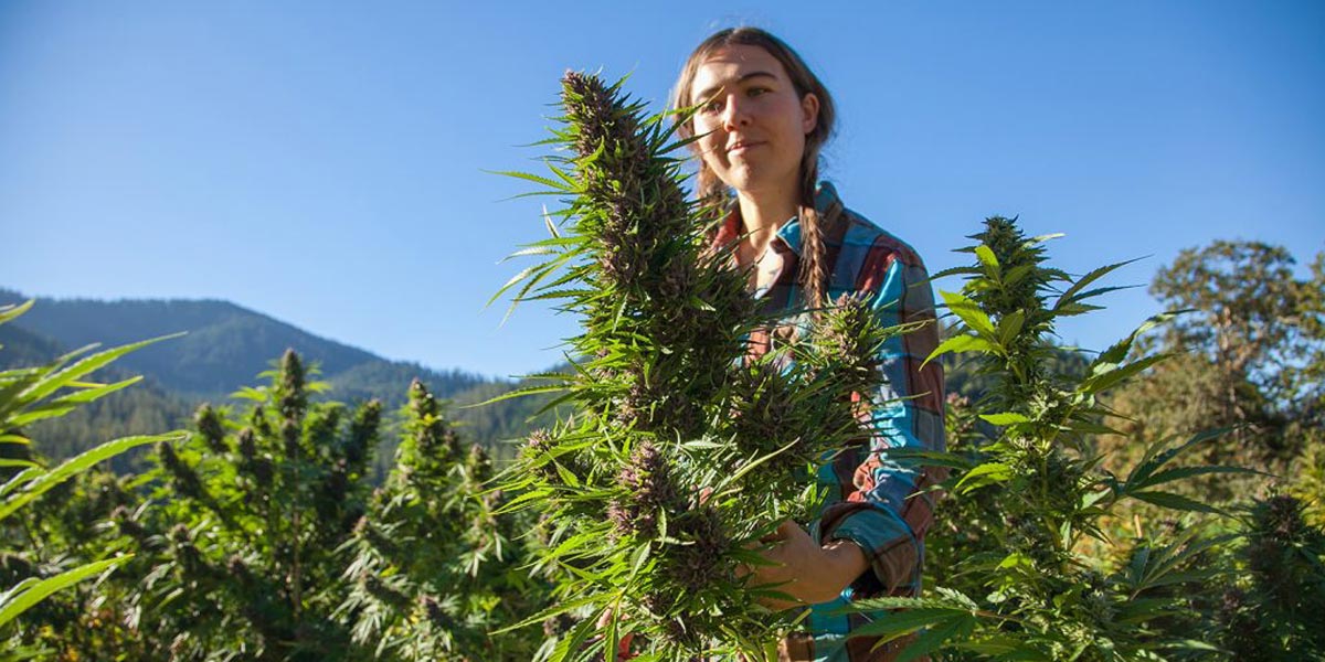 l herbe végétalienne