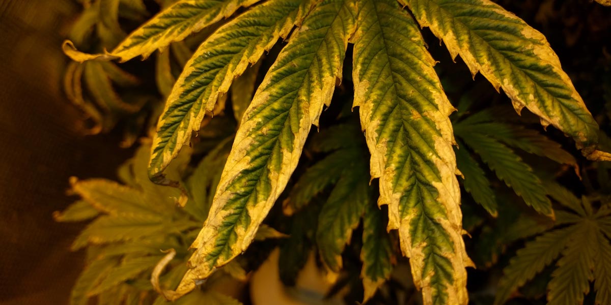 la brûlure de nutriments 5