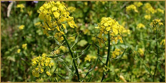 Le cannabis régule la température corporelle