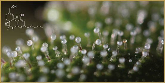 Le cannabis régule la température corporelle