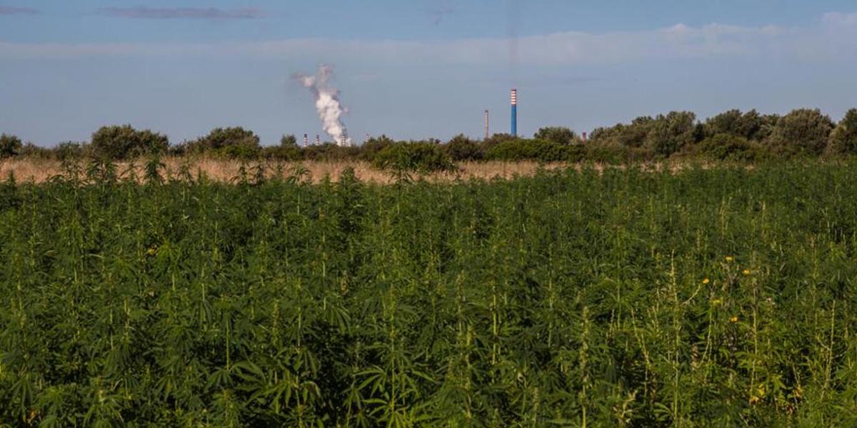 le chanvre nettoie les sols contaminés en italie 7