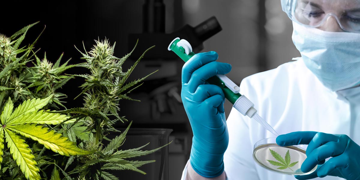 le rapport de la nsa sur les cannabinoïdes 8