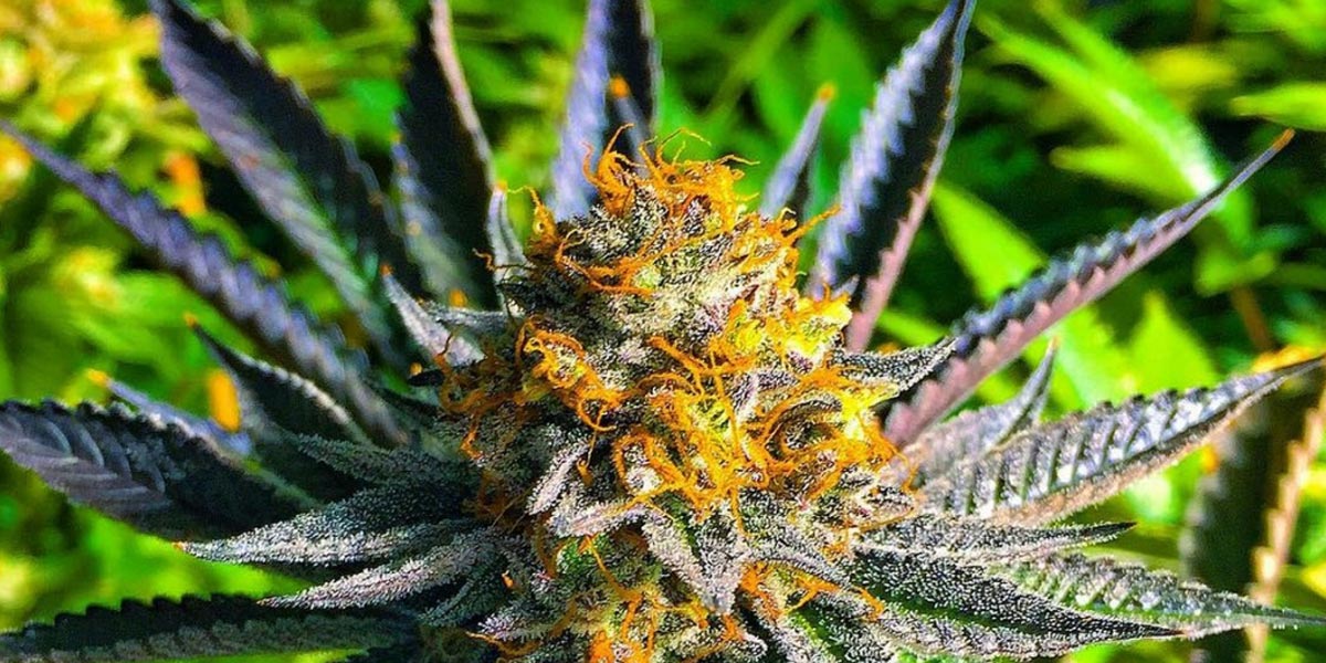 le terpène borneol un autre tueur de cancer 9