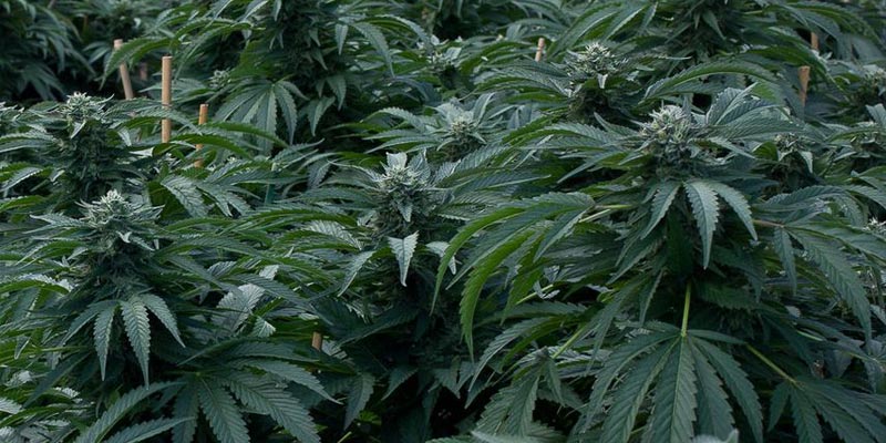 les principales variétés kush 10