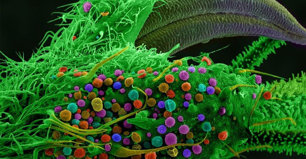 les principaux cannabinoïdes 11