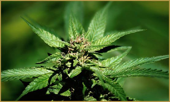 THC,CBD,cannabinoïdes,principaux cannabinoïdes