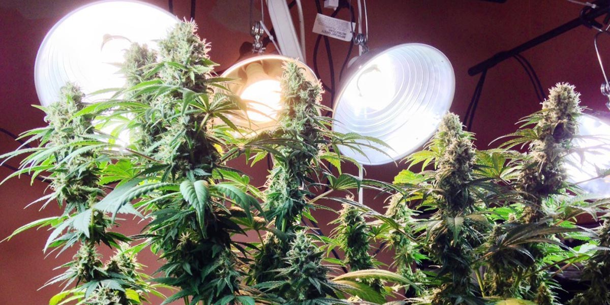 technique de la défoliation du cannabis 17