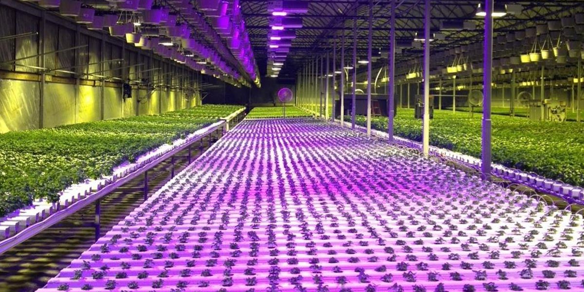 culture hydroponique et aéroponique