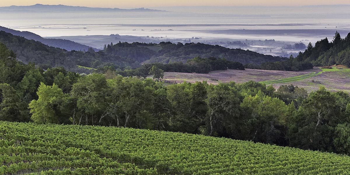 des vignerons californiens se préparent à la marijuana