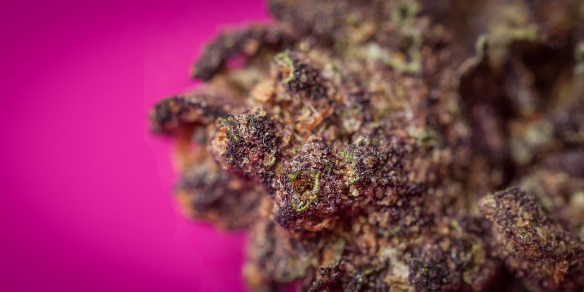 l étrange black beauty 5