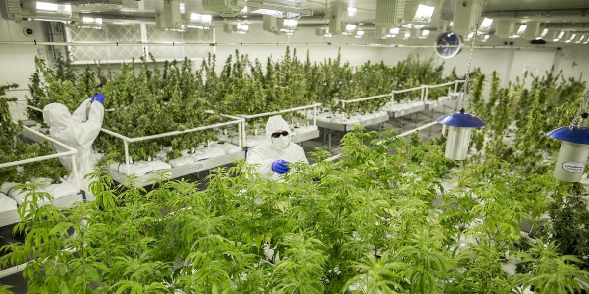 la première culture légale à victoria 5