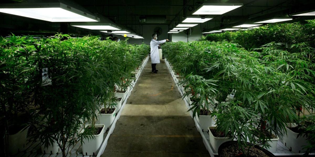 le cannabis une valeur biotechnologique 7