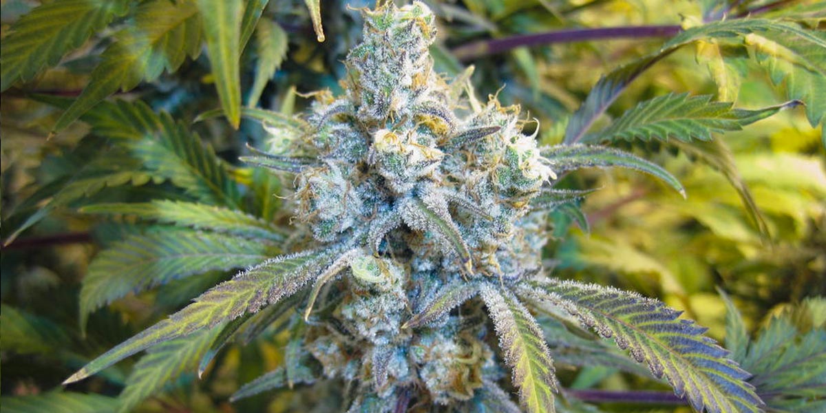 le terpénoïde cinéole ou eucalyptol 10