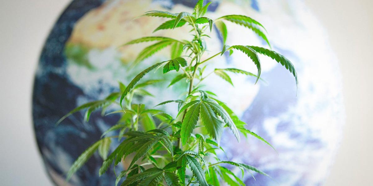 les 10 pays consommateurs de cannabis 7